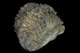Wide, Partially Enrolled, Spiny Drotops Trilobite #169569-4